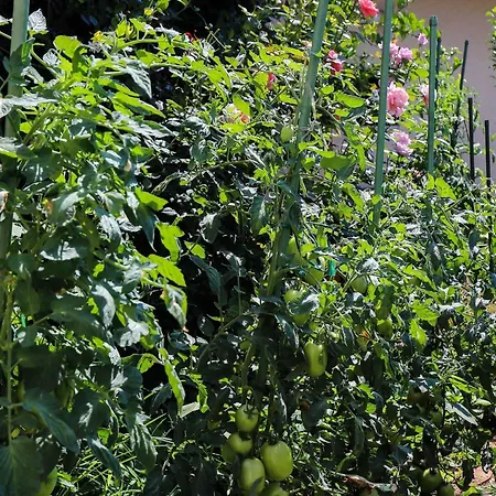 Garden M&m - One Bedroom *