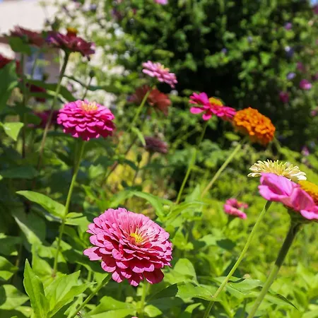 Garden M&m - One Bedroom Dubrovnik