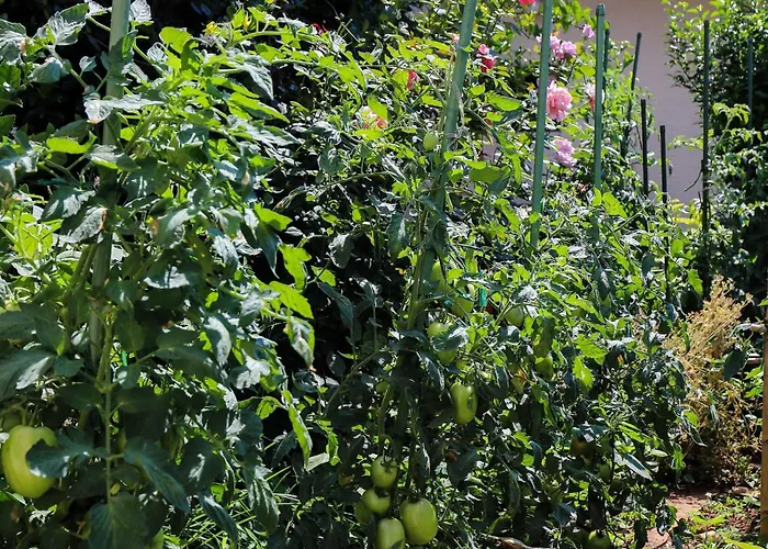 Garden M&m - One Bedroom *