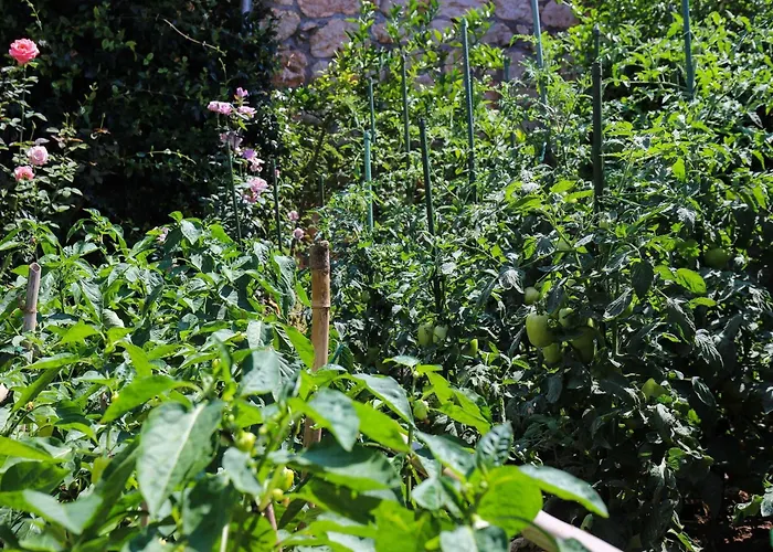 Garden M&m - One Bedroom Apartmán Dubrovník