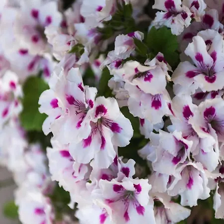 Garden M&m - One Bedroom