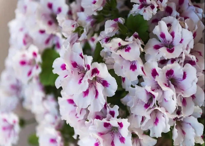 Garden M&m - One Bedroom