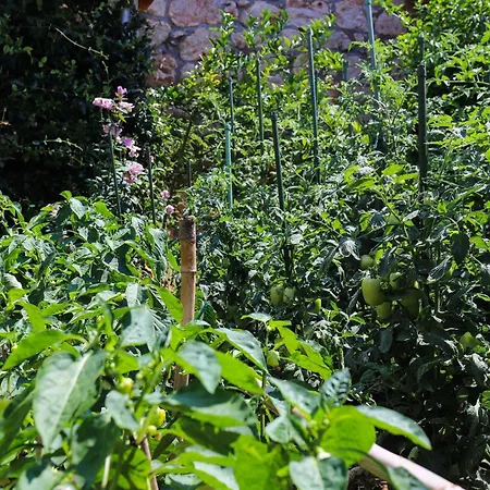Garden M&m - One Bedroom Appartement Dubrovnik
